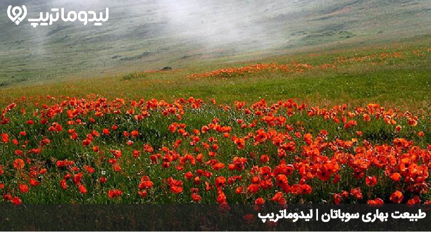 سوباتان در بهار