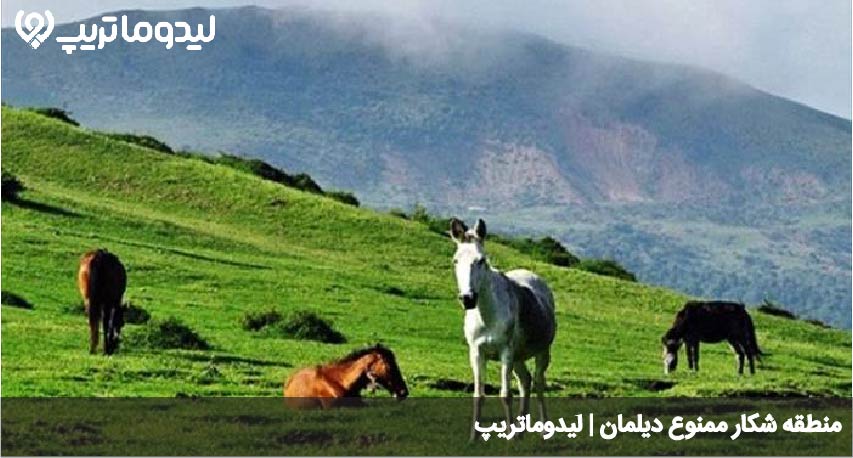 منطقه شکار ممنوع دیلمان