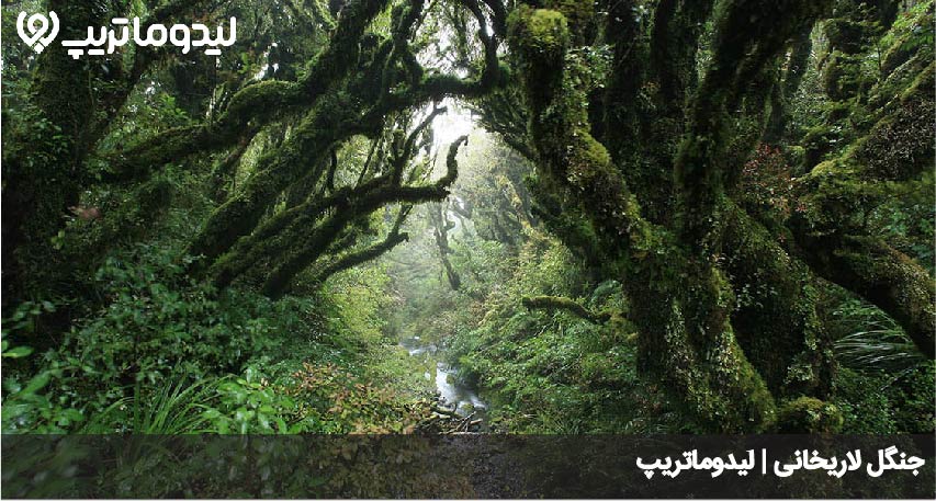 جنگل لاریخانی