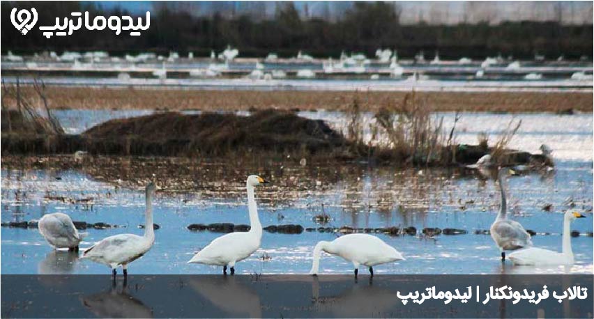 تالاب فریدونکنار