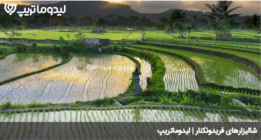 شالیزارهای فریدونکنار