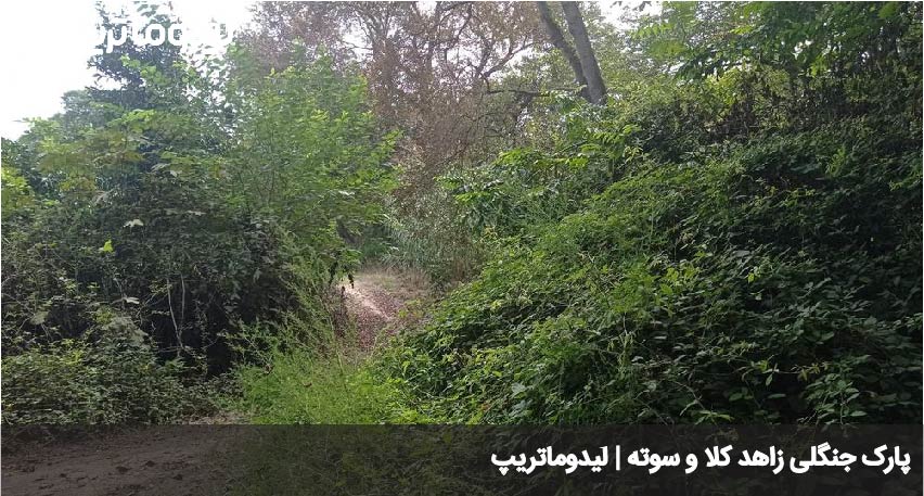 پارک جنگلی زاهد کلا