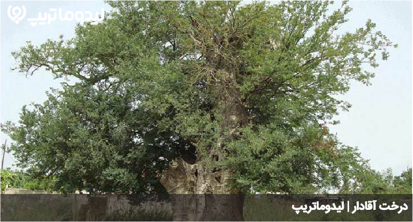 درخت آقادار