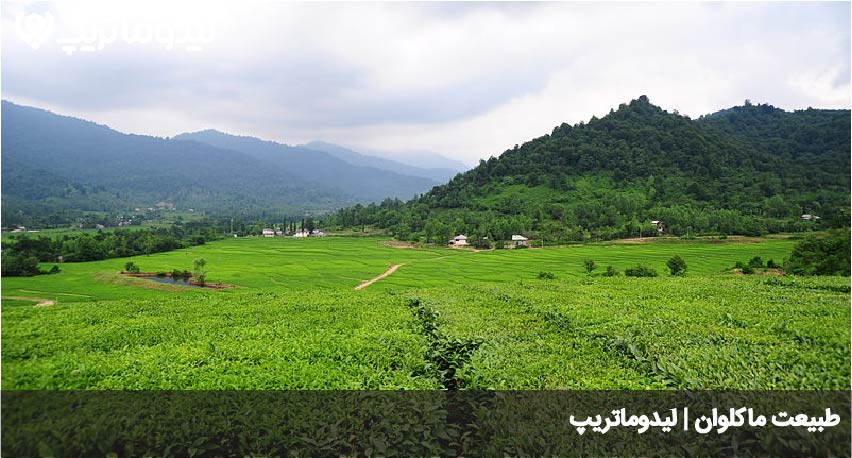 ماکلوان