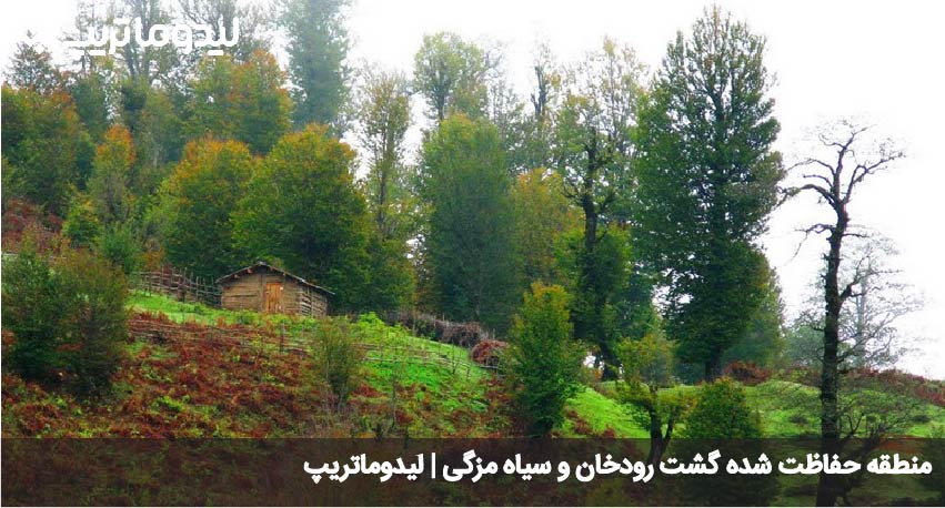 سیاه مزگی