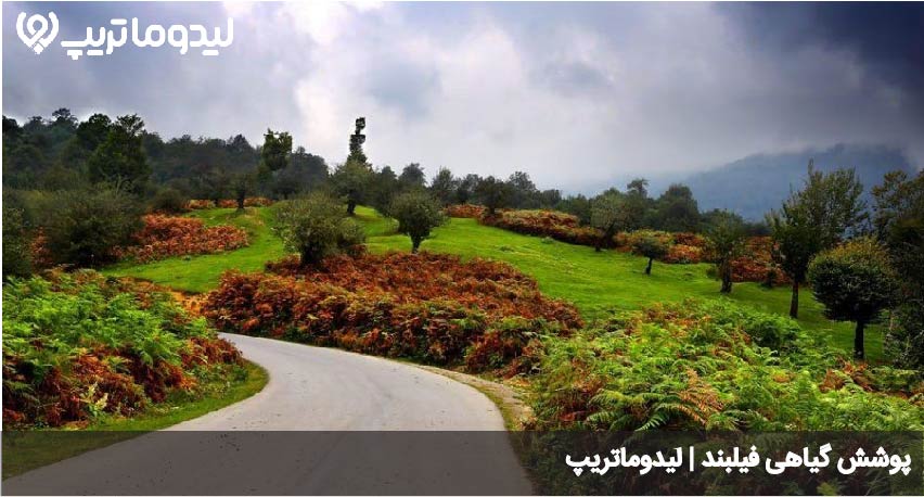 پوشش گیاهی فیلبند