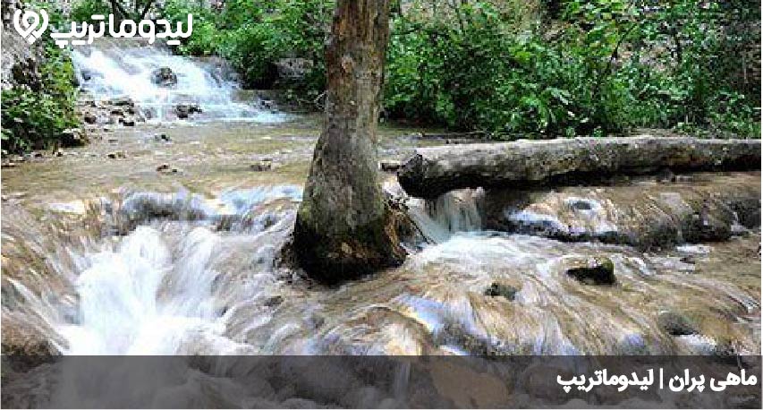 ماهی پران