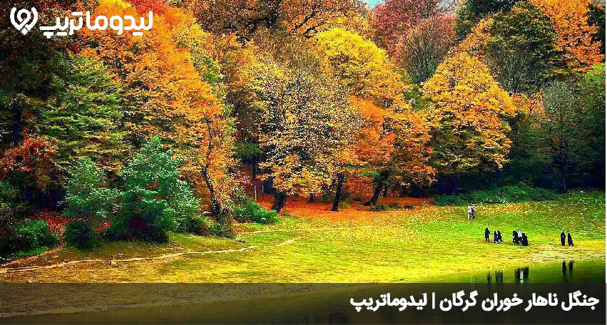 جنگل ناهارخوران