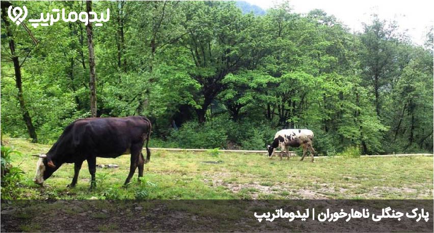 جنگل ناهارخوران