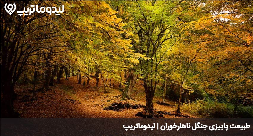 ناهارخوران