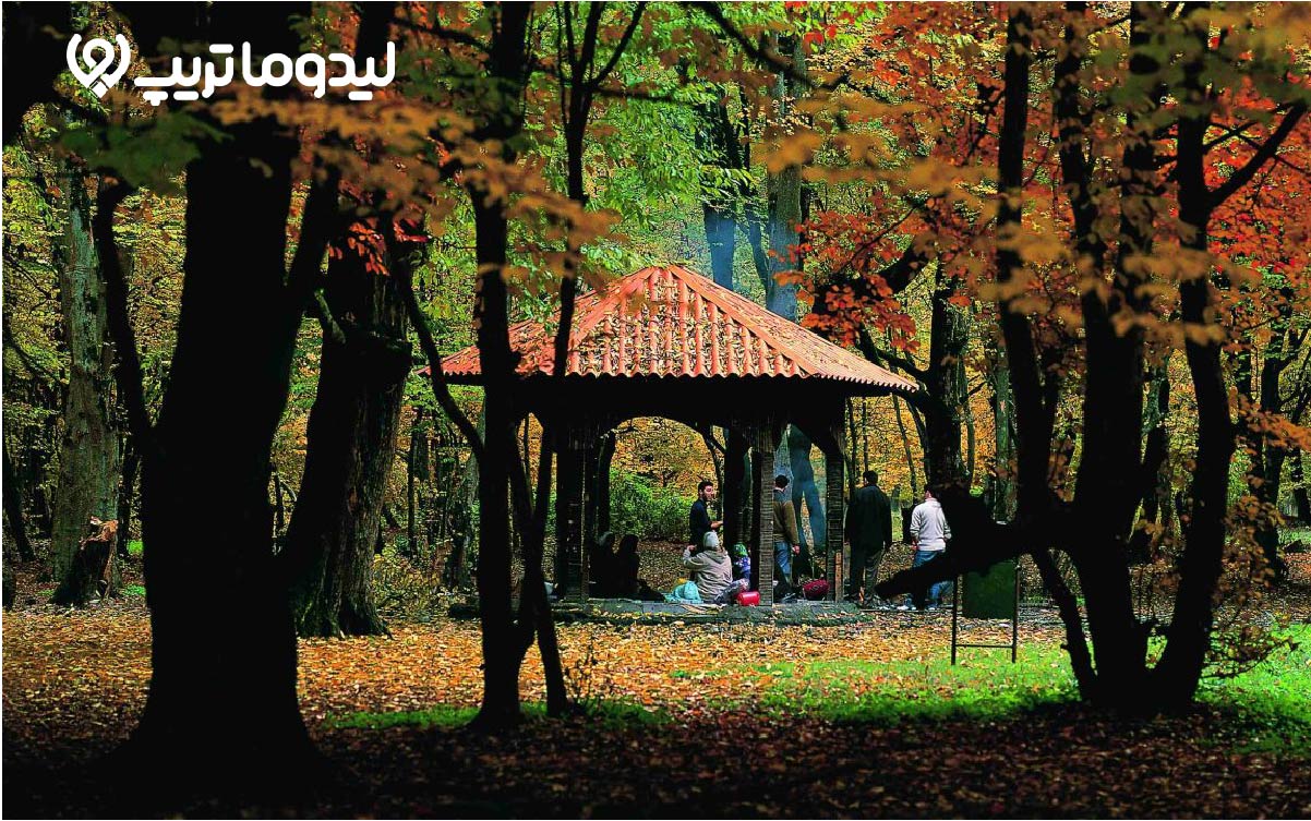 جنگل ناهارخوران، جایی برای یک پیک نیک تمام عیار