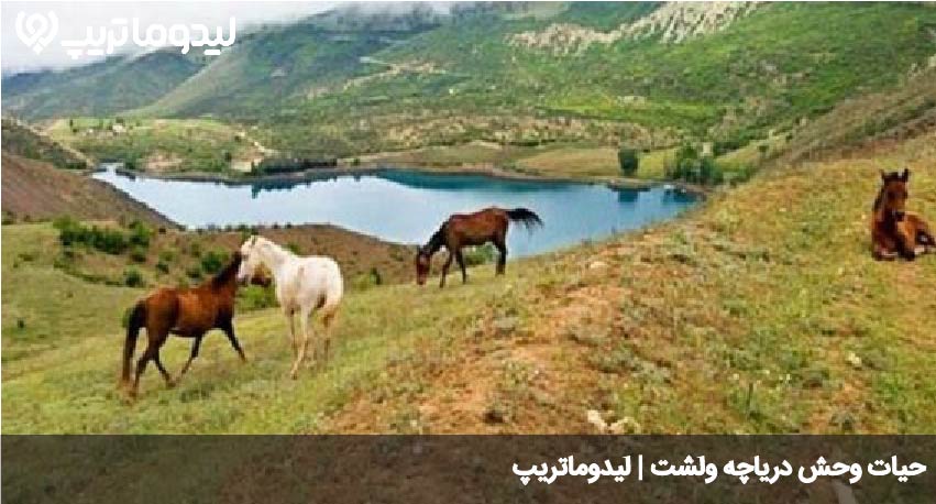دریاچه ولشت