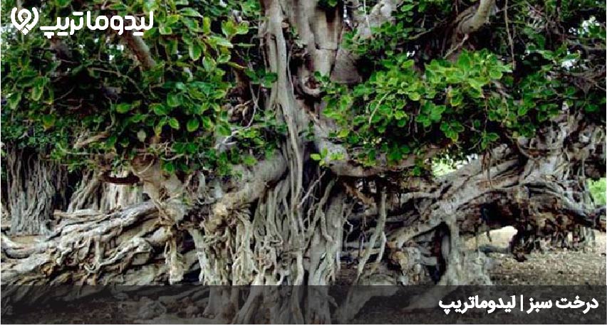 درخت سبز