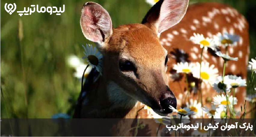 بوستان آهوان