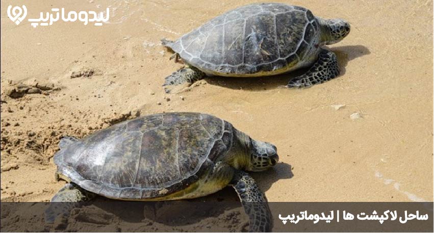 ساحل لاکپشت ها