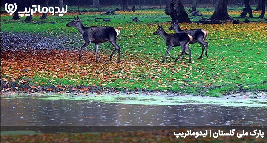 پارک ملی گلستان