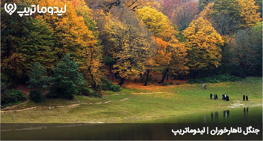جنگل ناهارخوران