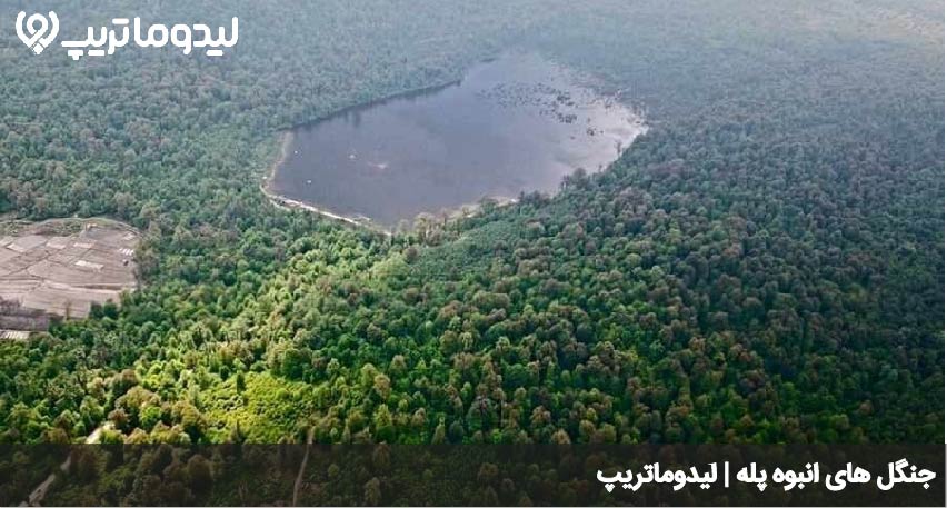 جنگل های پله