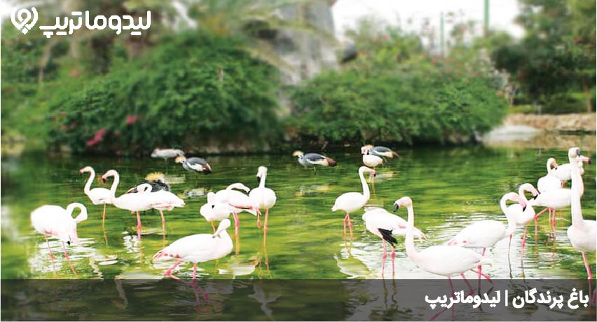 باغ پرندگان
