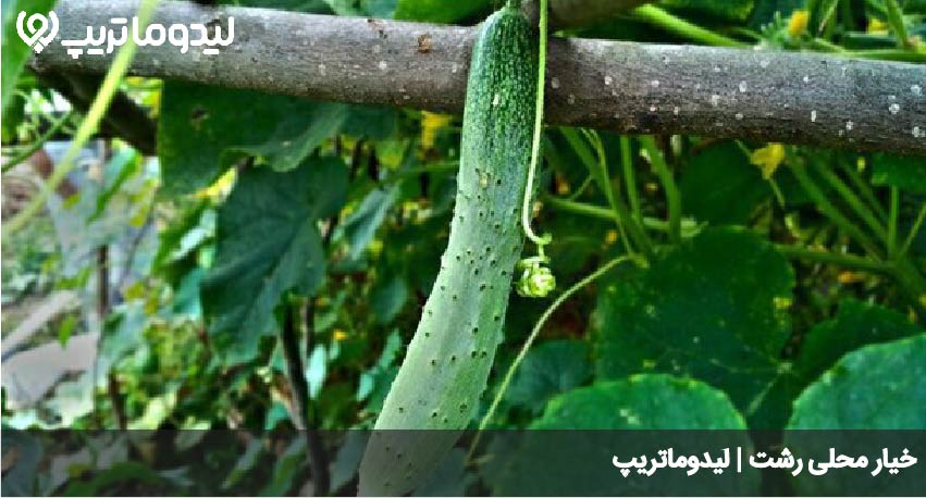 خیار محلی رشت