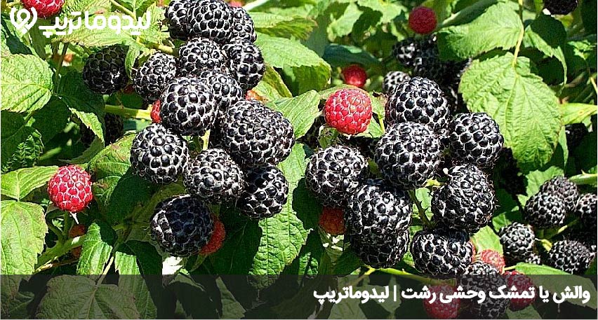 والش