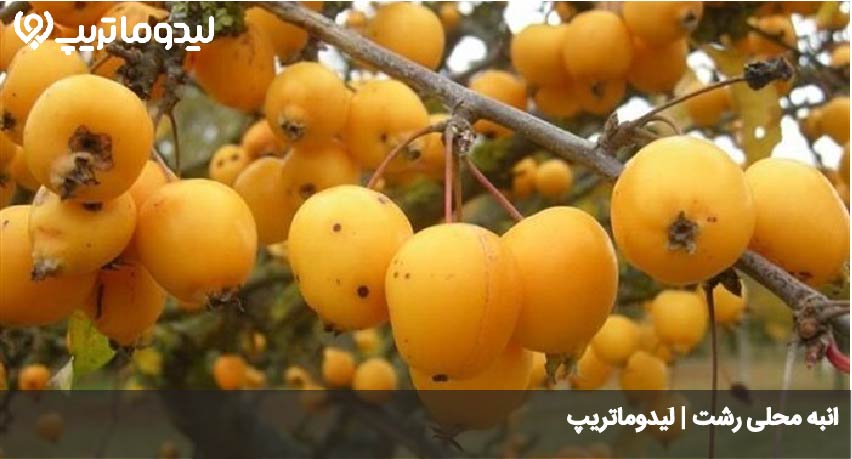 انبه