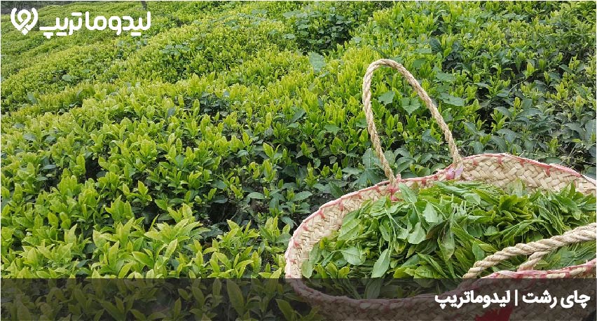 چای رشت
