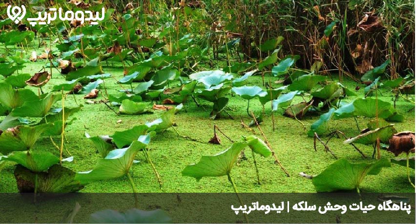 پناهگاه حیات وحش سلکه