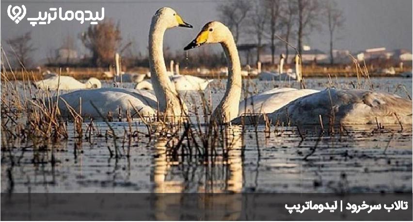 تالاب سرخرود