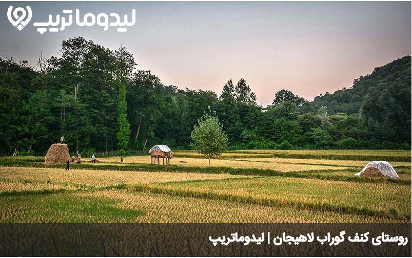 کنف گوراب