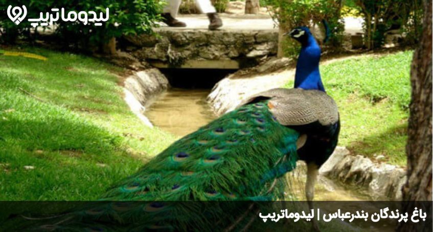 باغ پرندگان