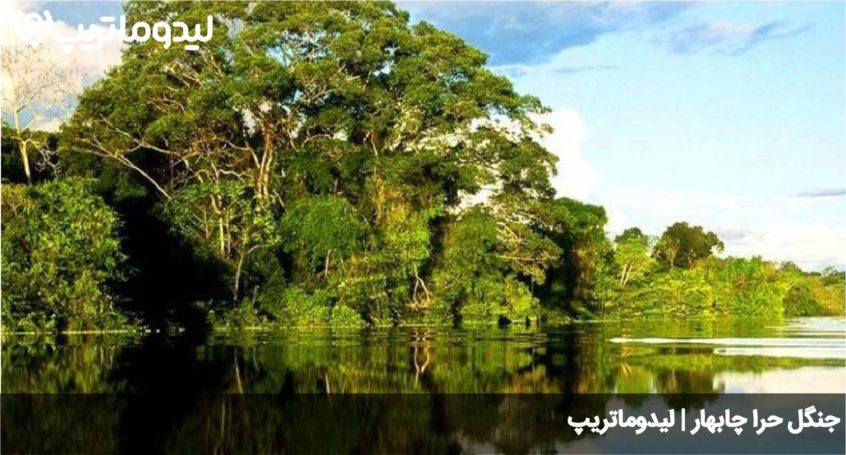 جنگل حرا