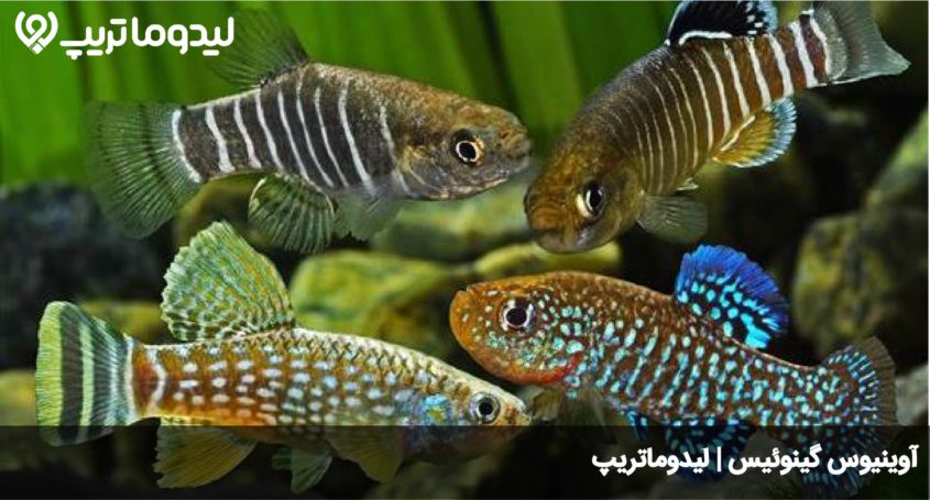 اوینیوس