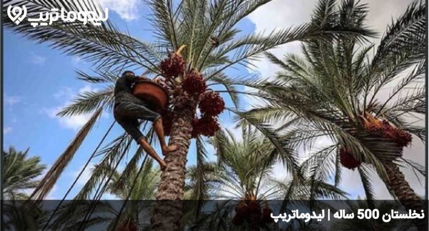 نخلستان 500ساله