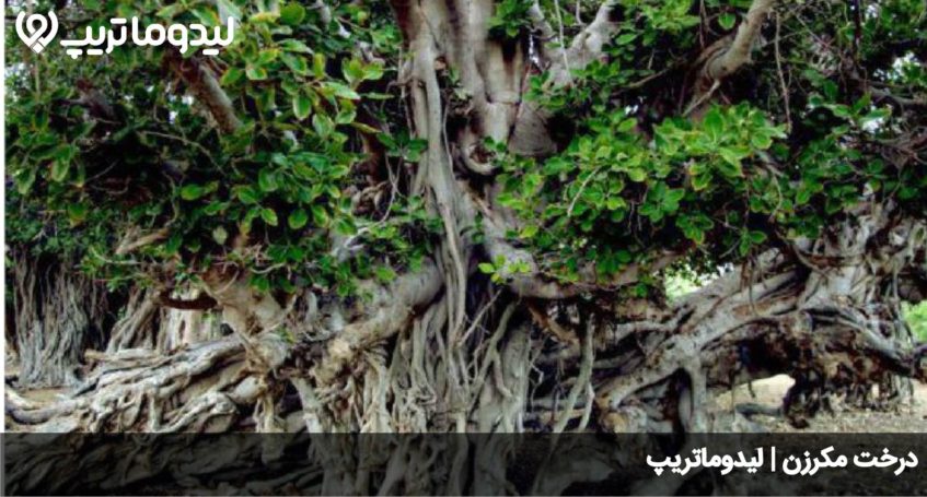 درخت مکرزن