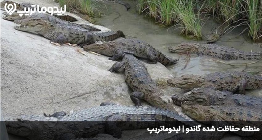 گاندو