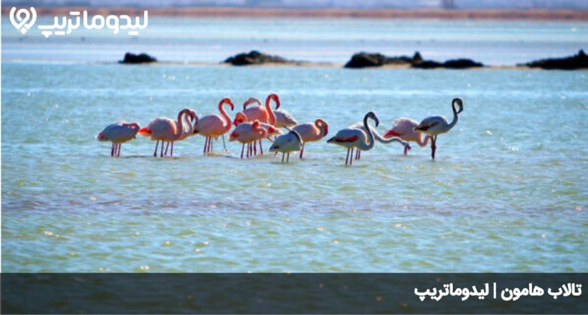 تالاب هامون