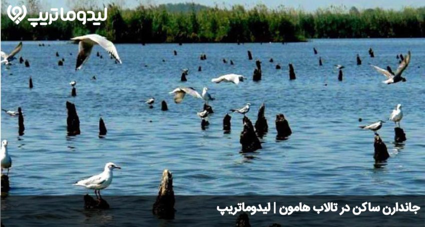 تالاب هامون