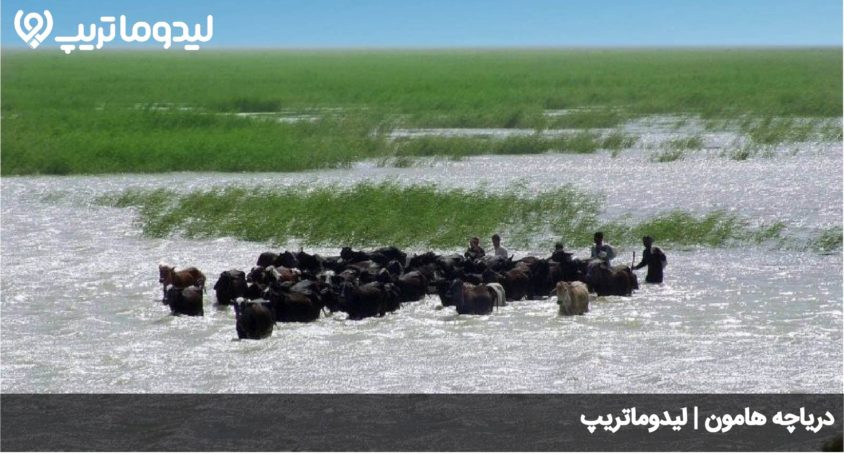 تالاب هامون