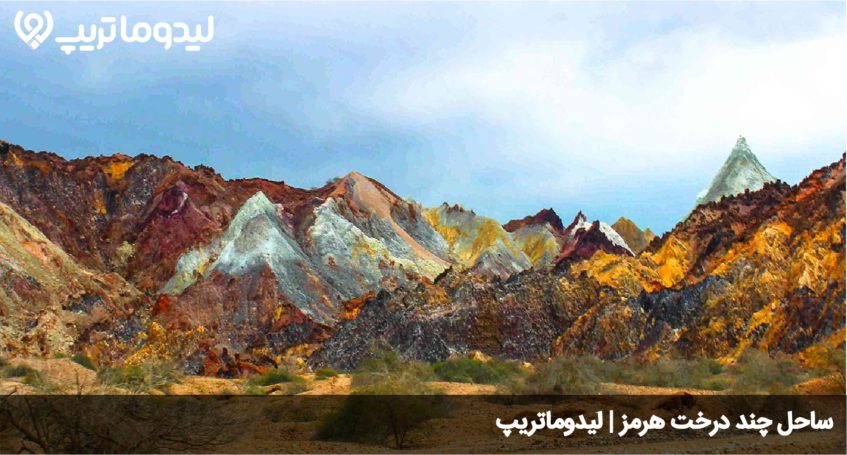 ساحل چند درخت